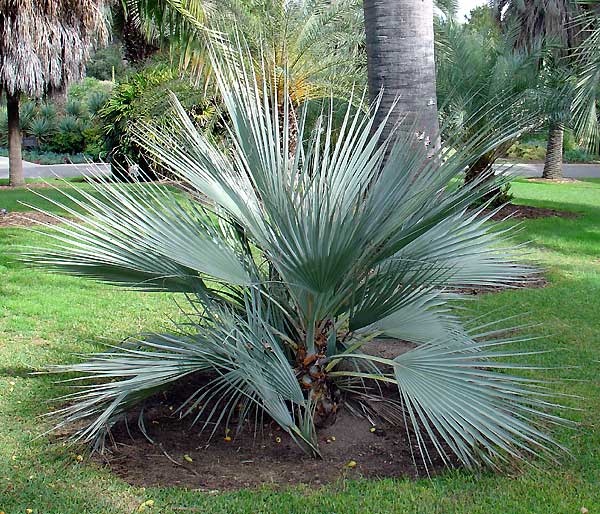 Mazari palm